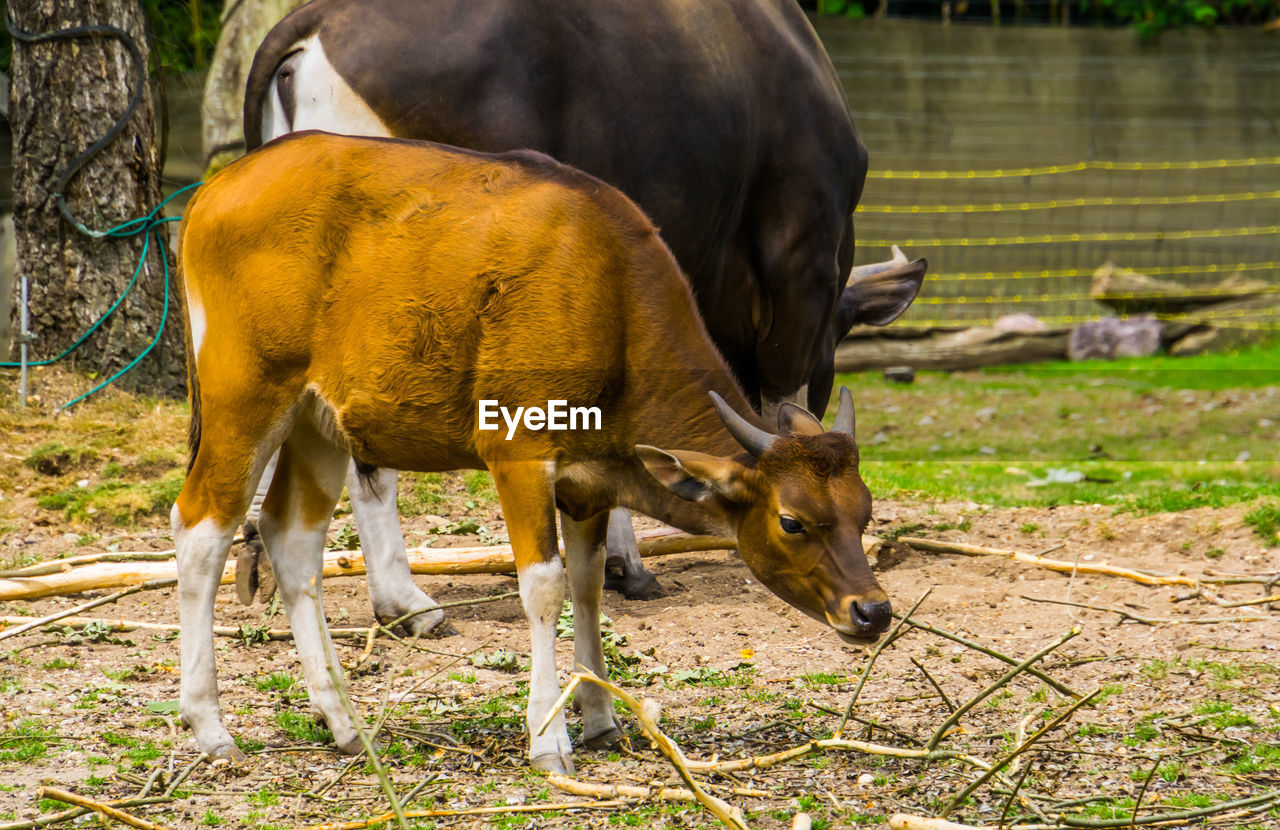 HORSE GRAZING IN FIELD