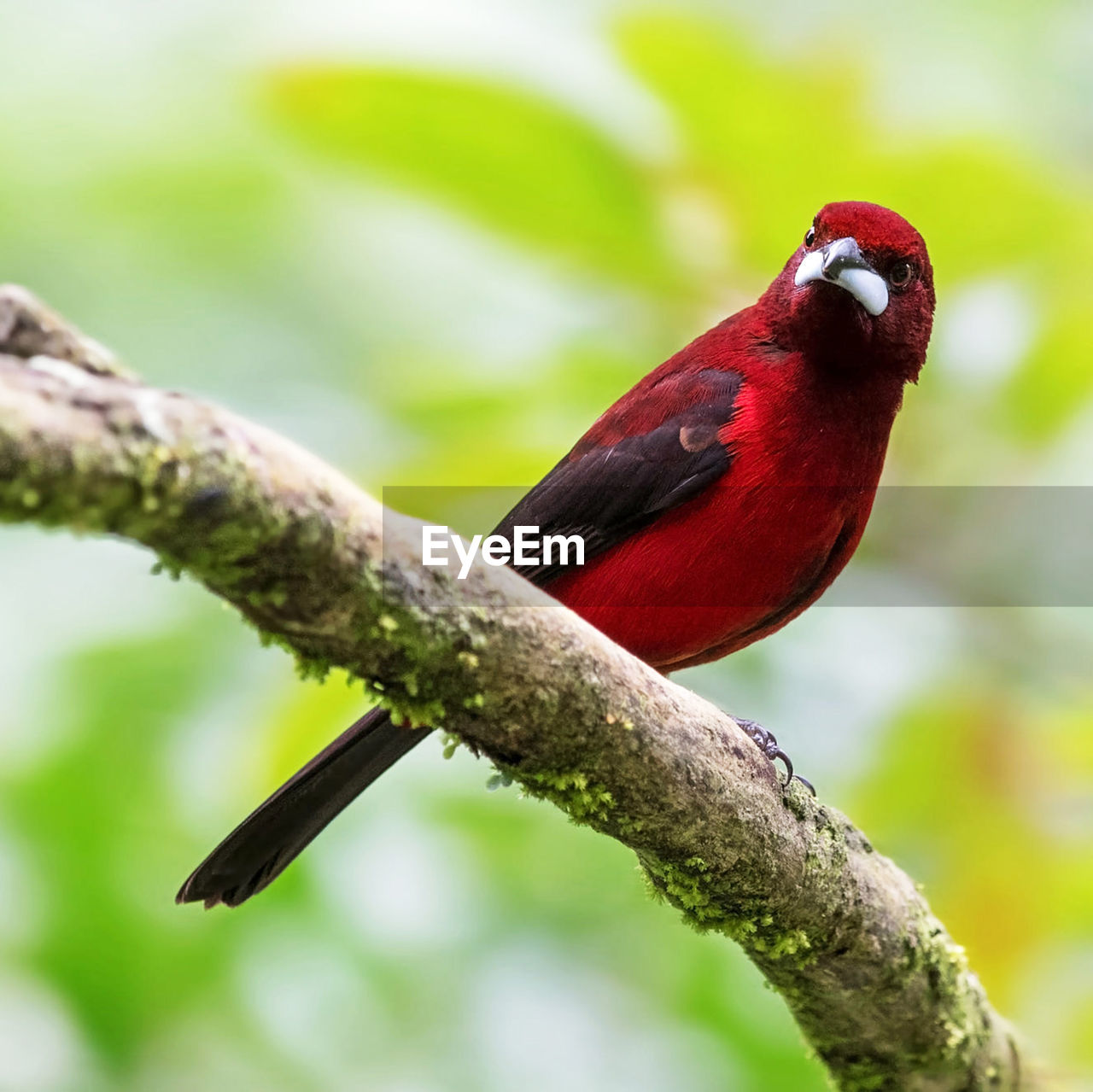 animal themes, bird, animal, animal wildlife, one animal, wildlife, beak, red, tree, branch, perching, nature, plant, close-up, tropical climate, multi colored, no people, tropical bird, full length, beauty in nature, rainforest, outdoors, focus on foreground, environment, forest, vibrant color