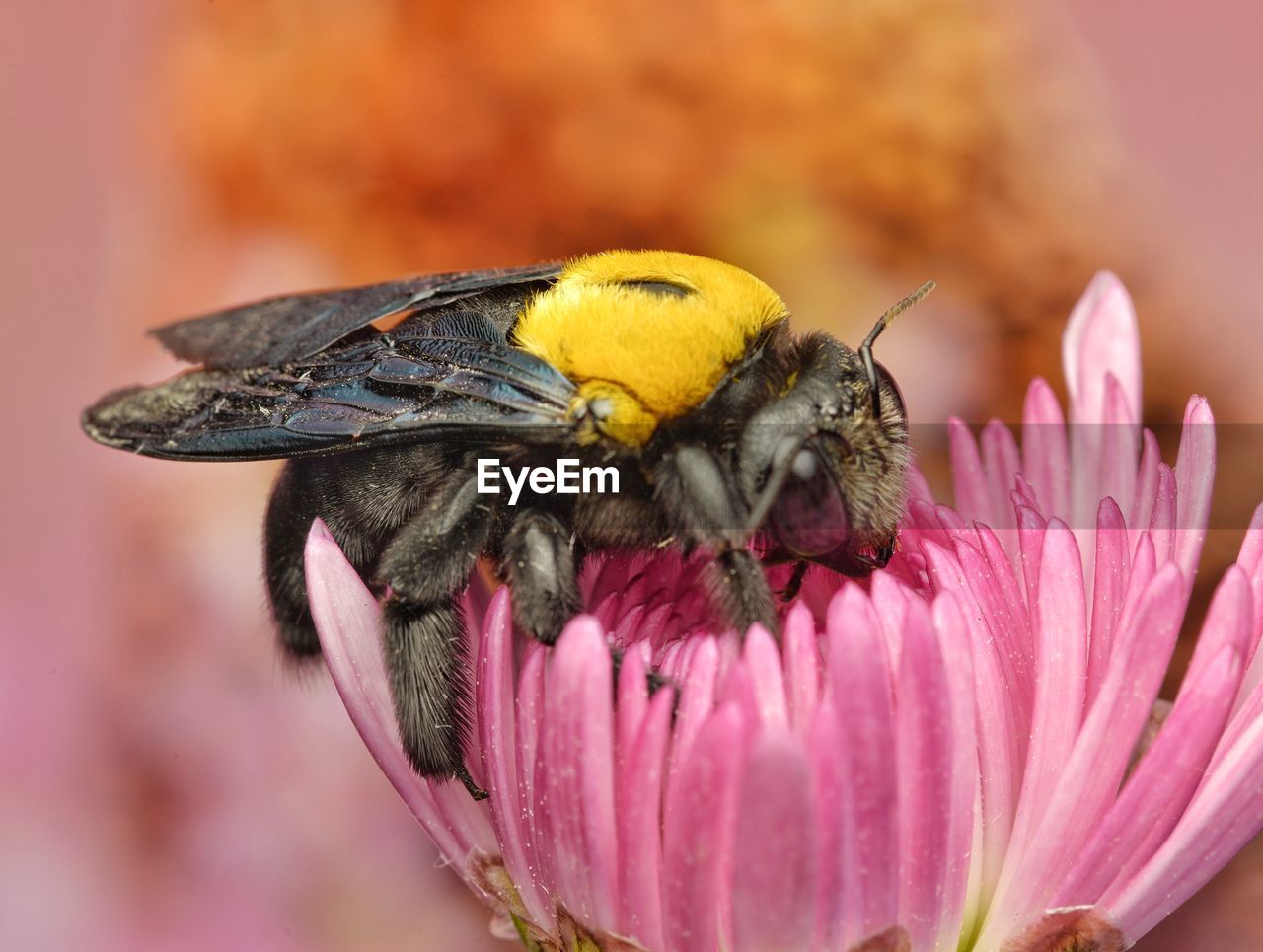 Close-up of bee pollinating flower