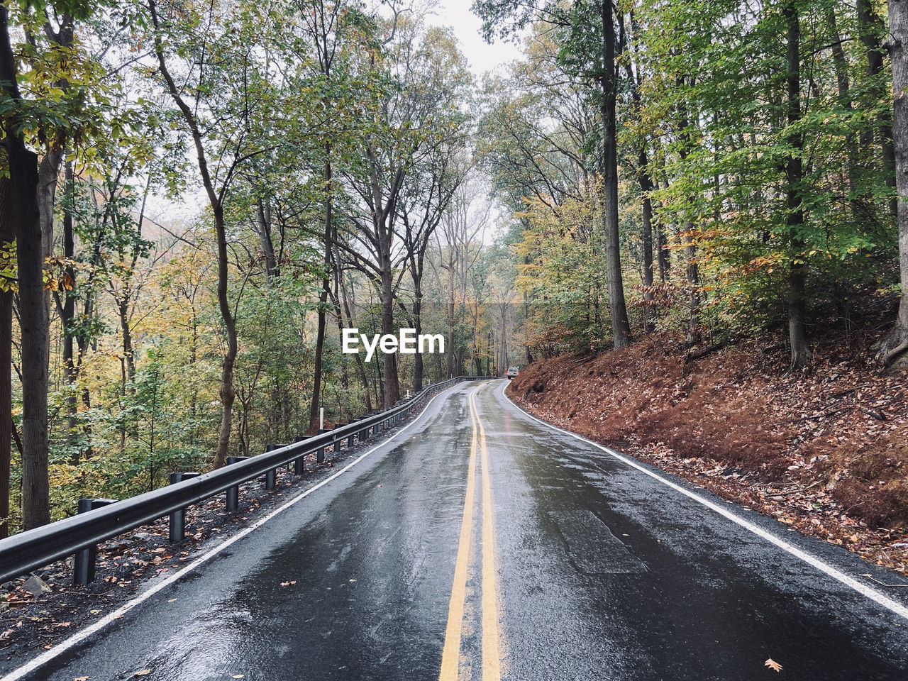 Road amidst trees in forest