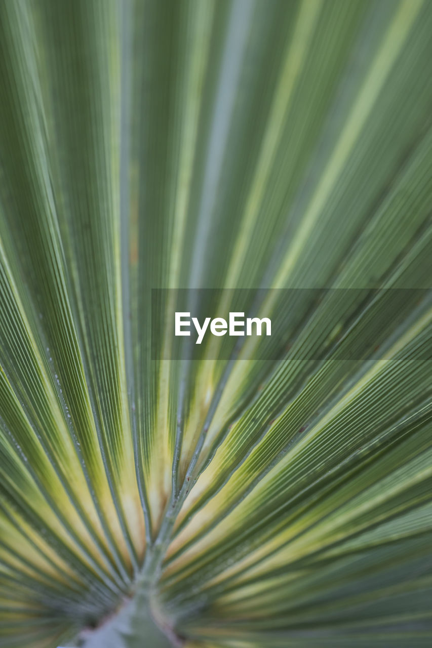 Full frame shot of palm leaf