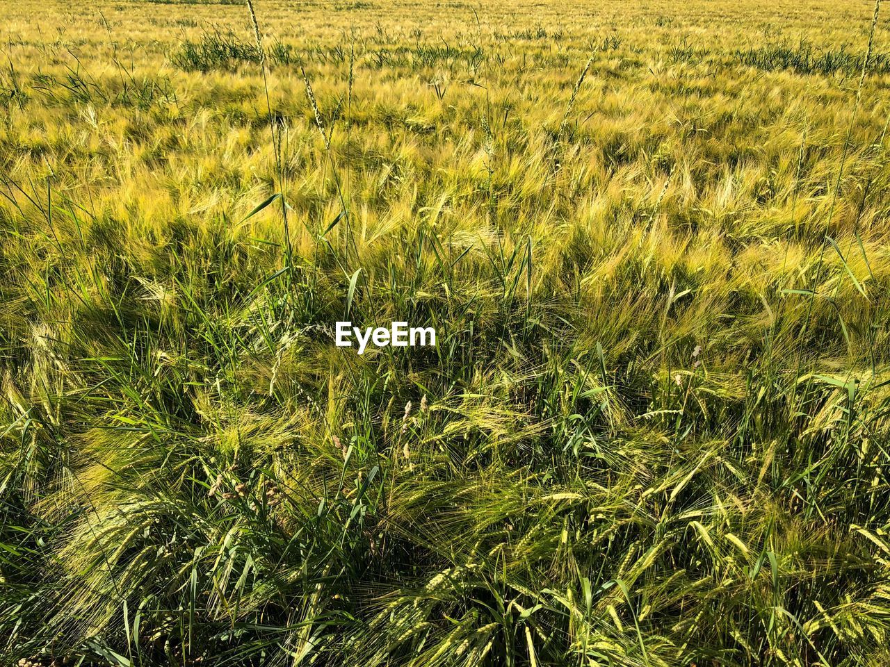 Full frame shot of crops on field
