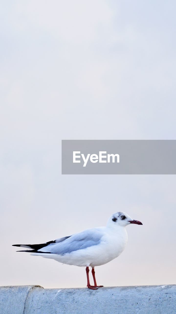 Seagull perching on a sea