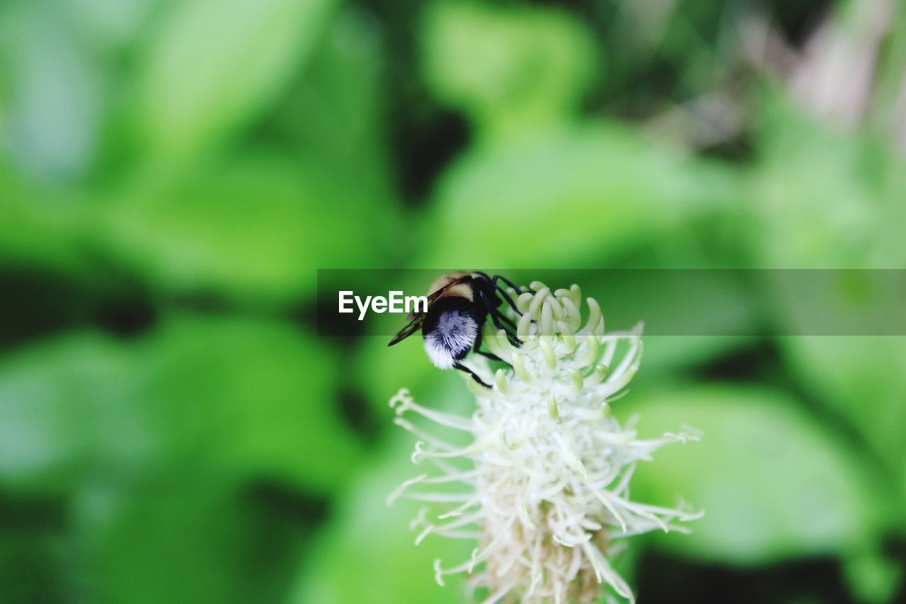 Close-up of bumble bee on flower