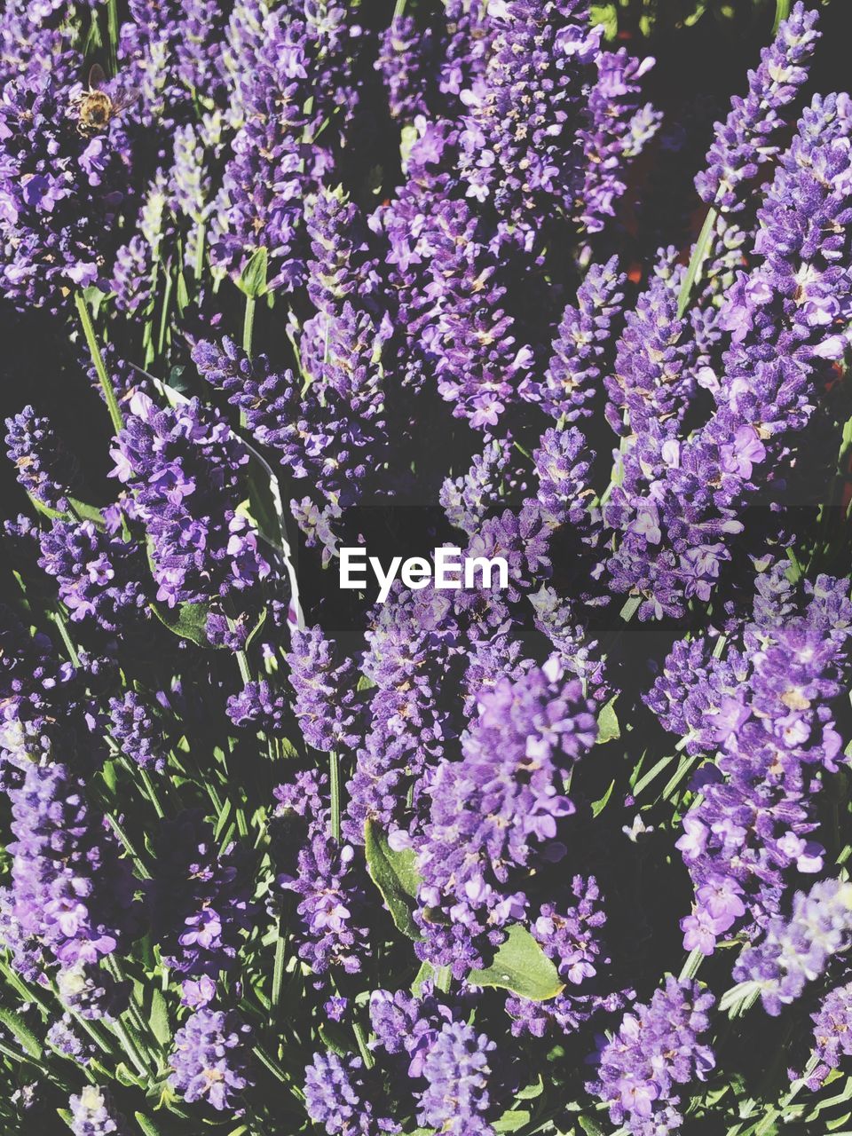Lavender field 