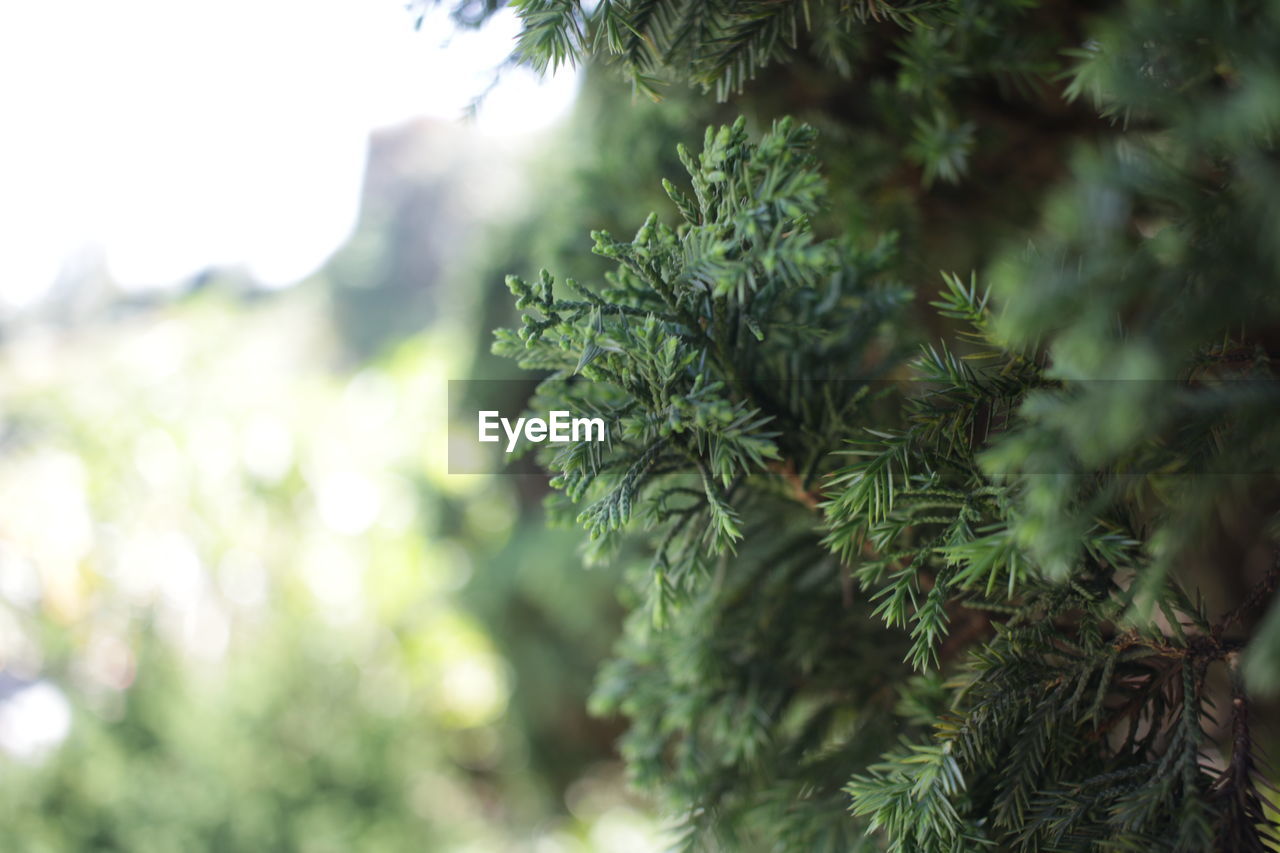 Close-up of pine tree