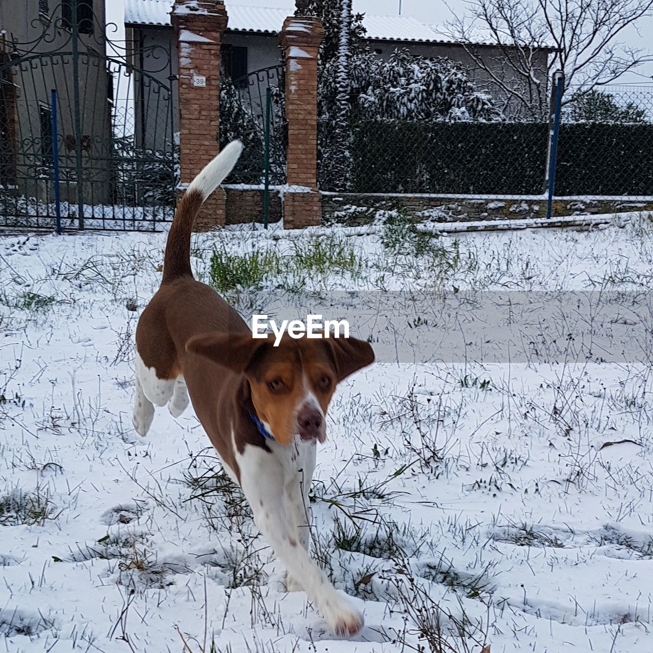 DOG IN SNOW