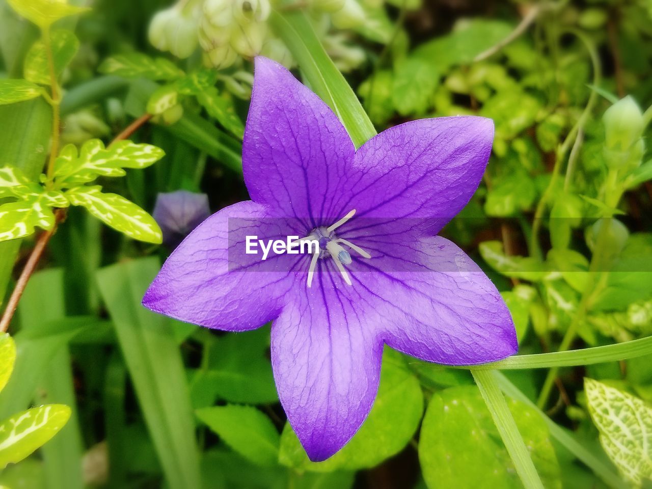 Close-up of purple iris blooming outdoors