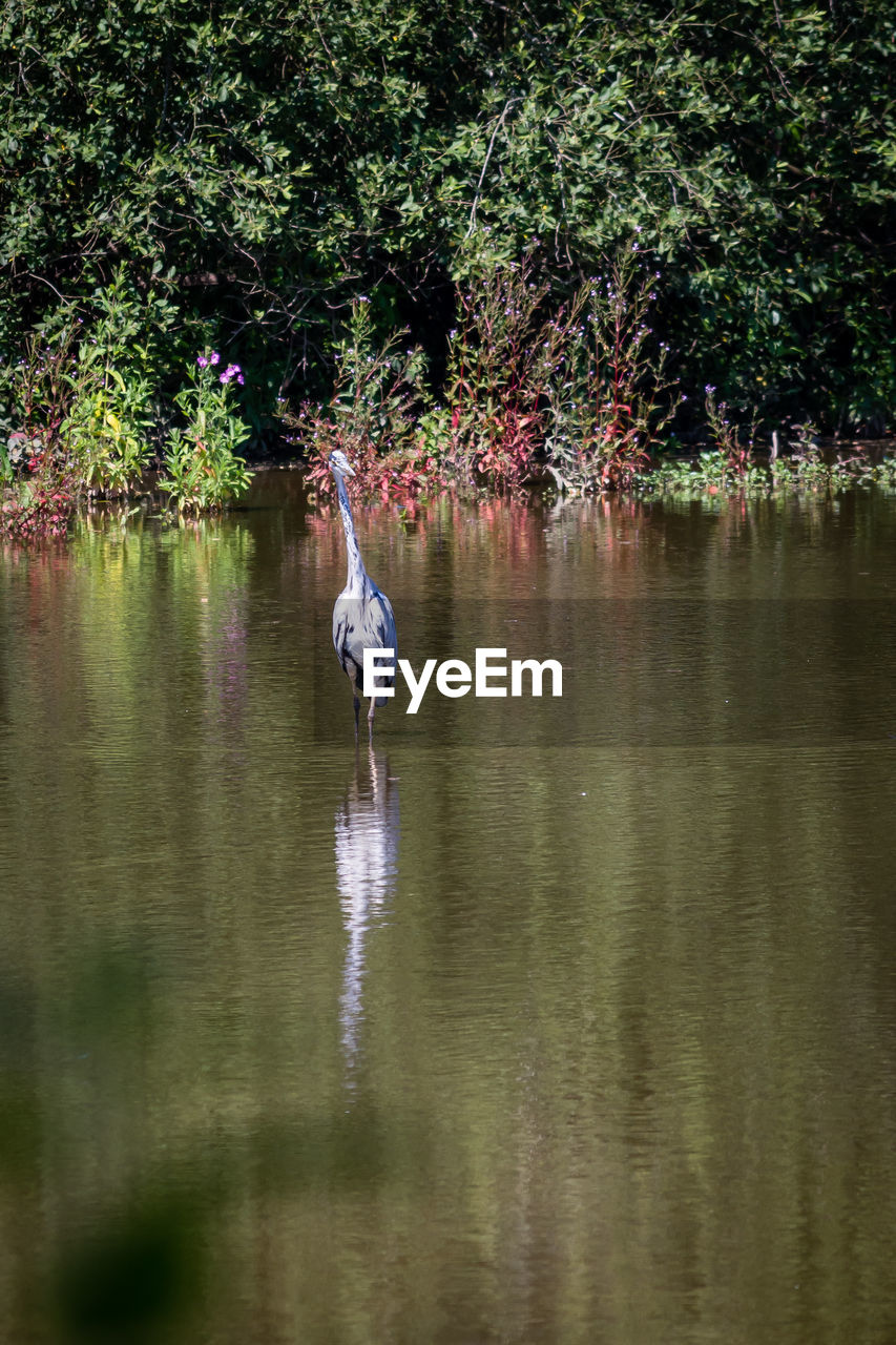 VIEW OF BIRDS ON LAKE