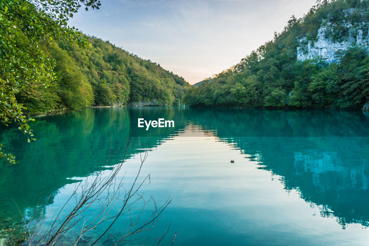 SCENIC VIEW OF LAKE AMIDST TREES IN FOREST