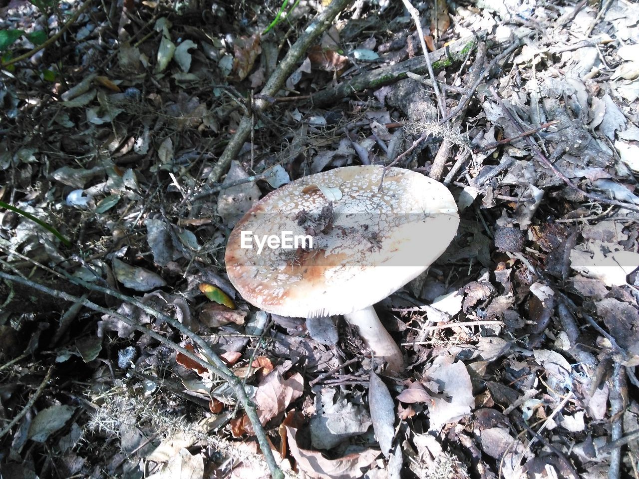 HIGH ANGLE VIEW OF MUSHROOMS ON FIELD