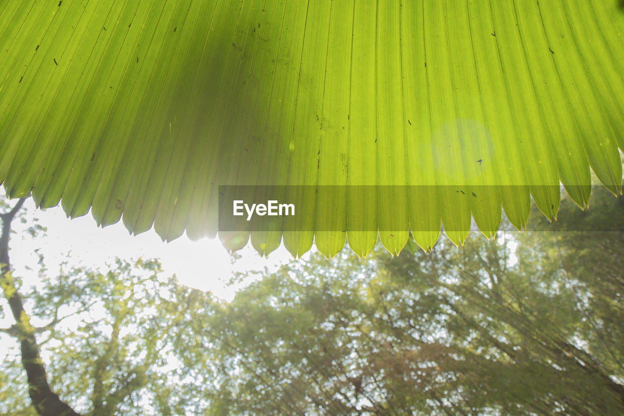 LOW ANGLE VIEW OF PALM LEAVES AGAINST TREES