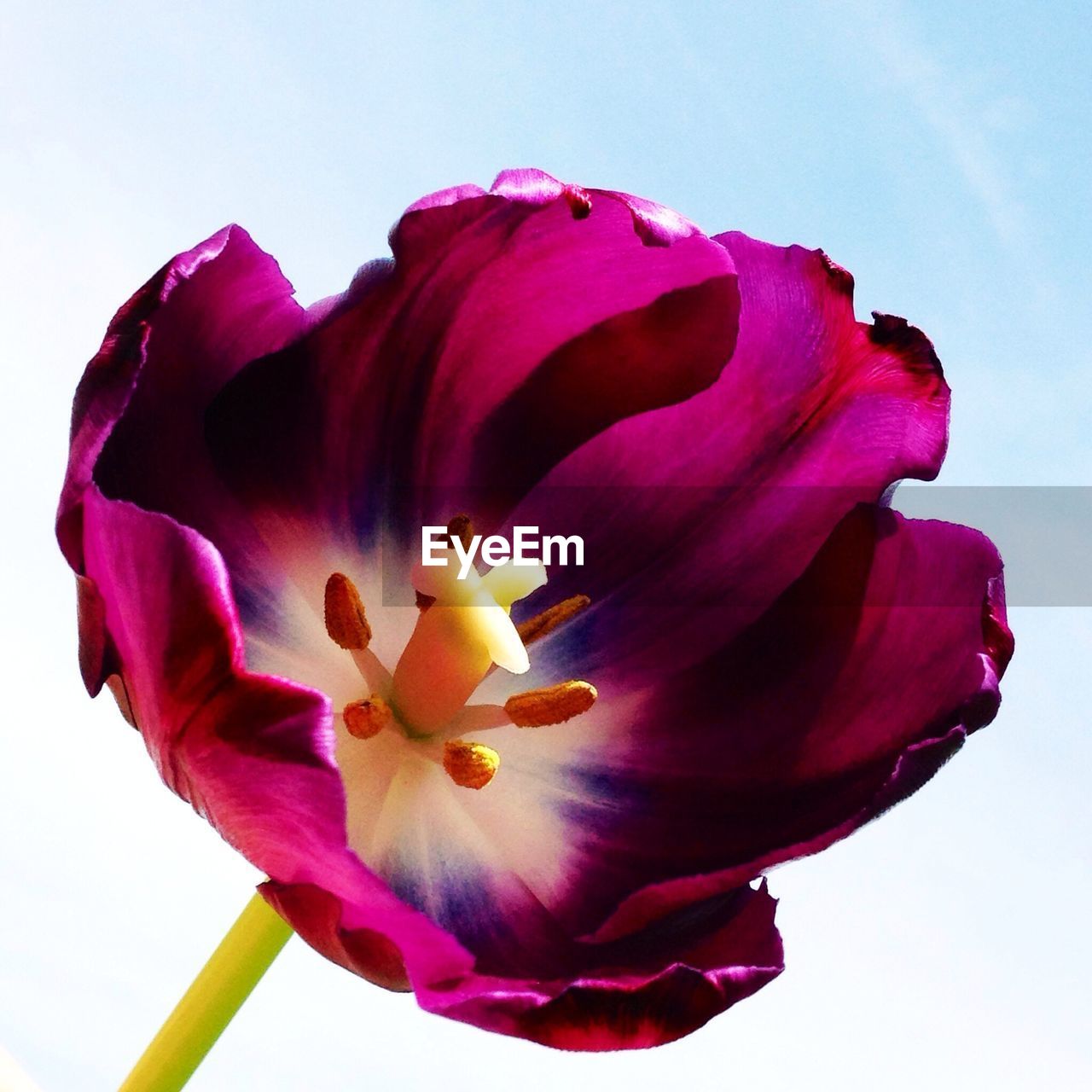 Stamen of purple tulip