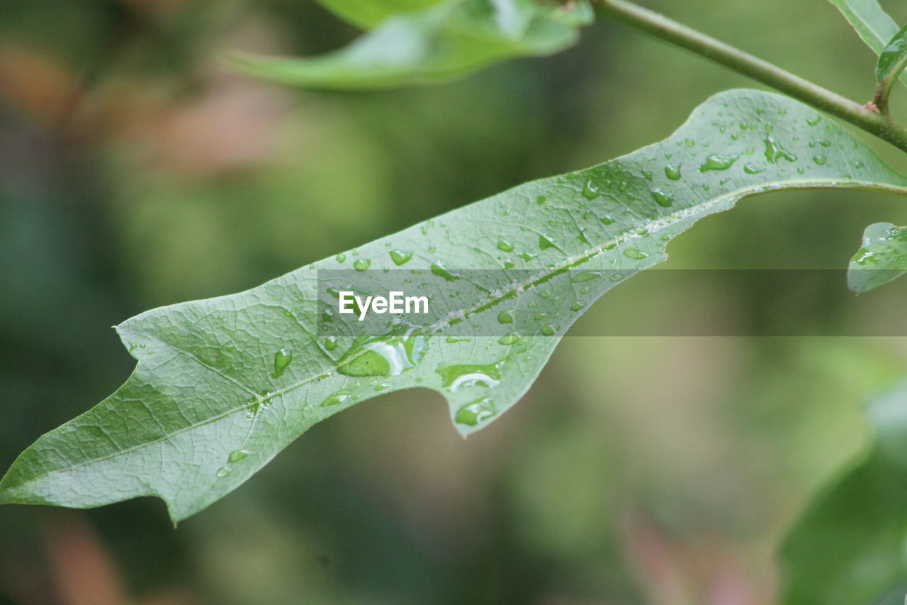 Close-up of raindrops on leaves