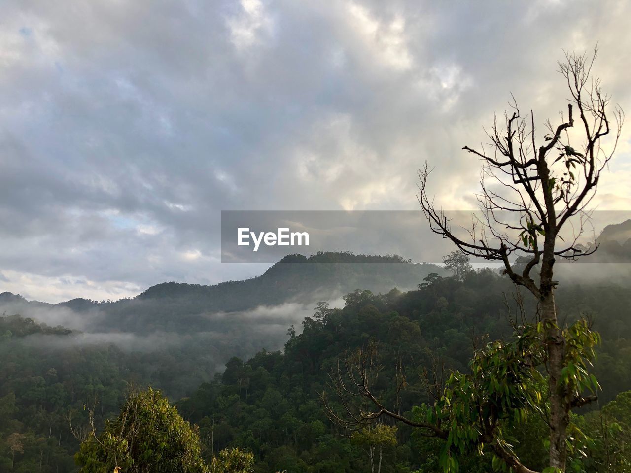 TREES AND MOUNTAINS AGAINST SKY