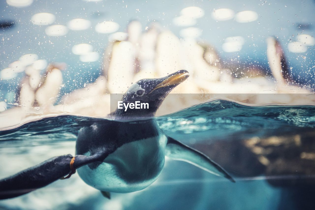 A penguin swimming half submerged under water in a zoo