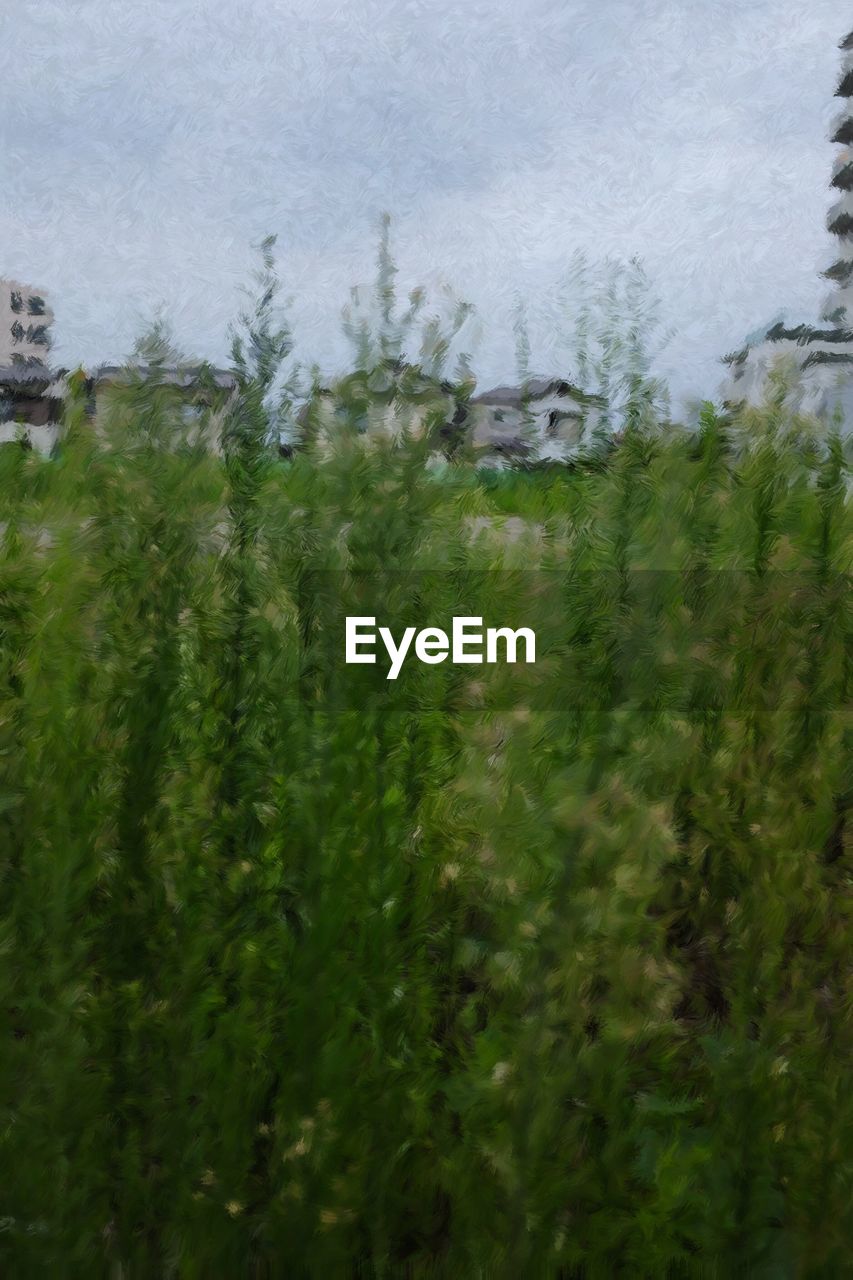 SCENIC VIEW OF WHEAT FIELD