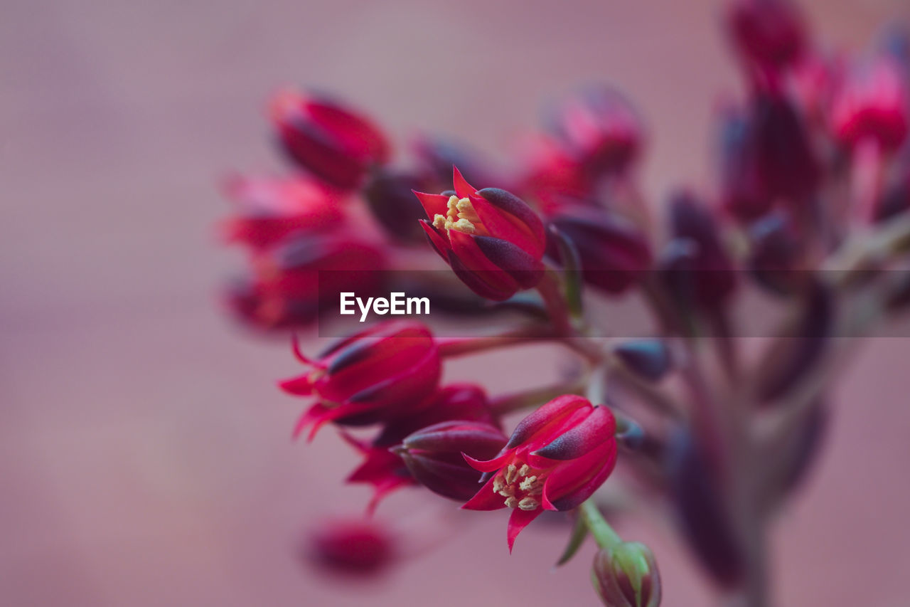 Close-up of red flowering plant