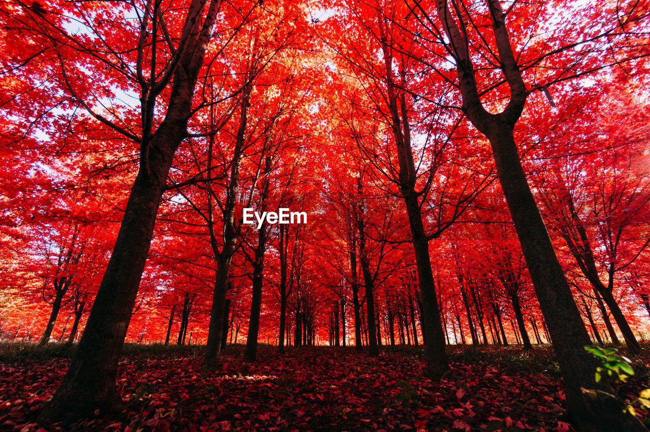 View of autumn trees in forest