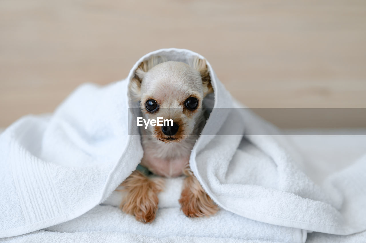 Little dog in the white towel 