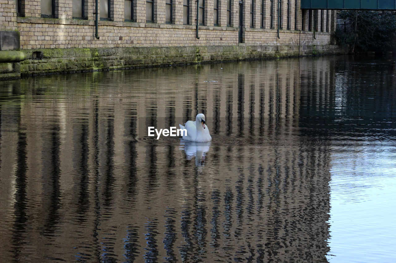 SWAN FLOATING ON WATER