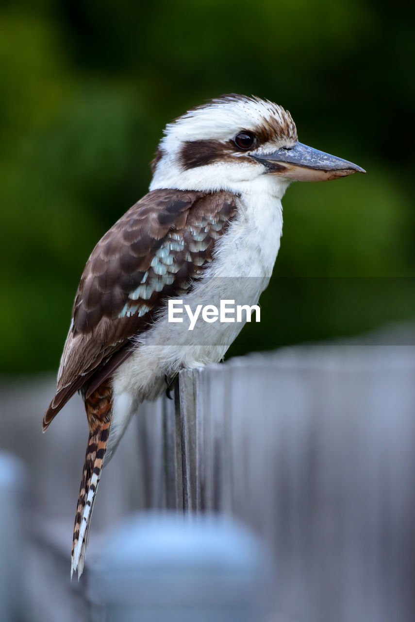 Close-up of bird perching outdoors