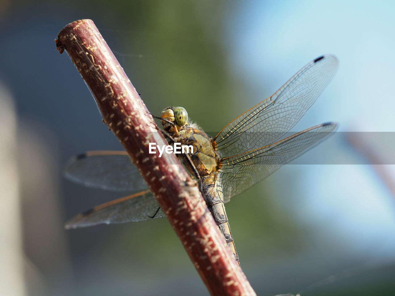 CLOSE UP OF DRAGONFLY