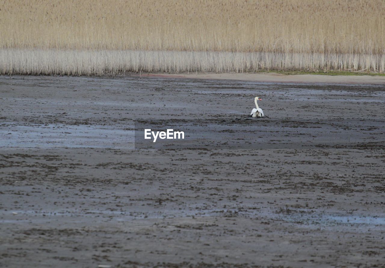 Swan swimming in lake