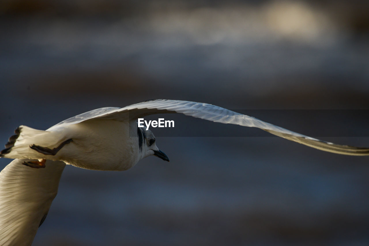 SEAGULL FLYING