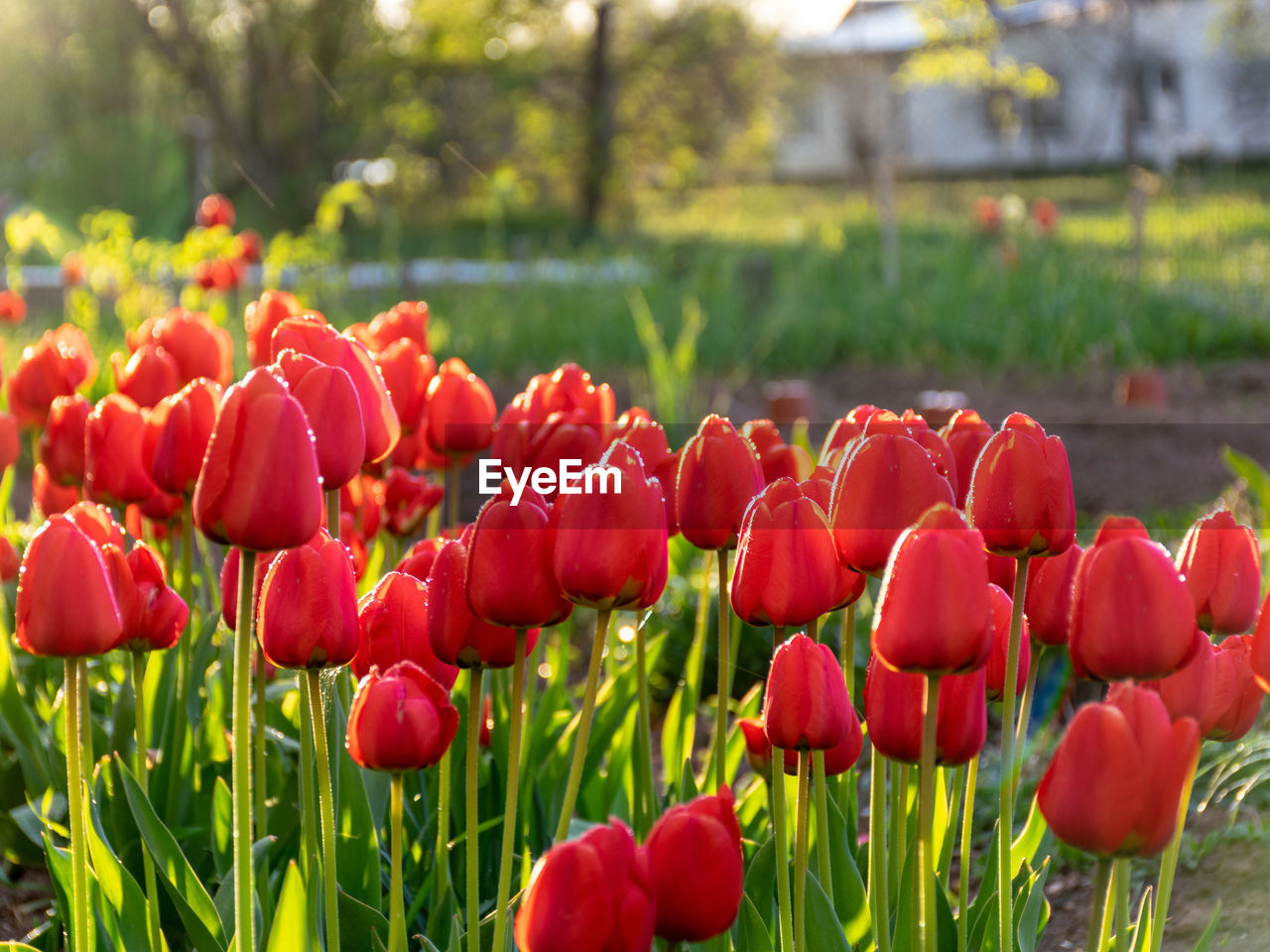 plant, flower, flowering plant, red, beauty in nature, freshness, nature, tulip, growth, field, land, close-up, springtime, landscape, fragility, petal, focus on foreground, flowerbed, flower head, inflorescence, no people, environment, green, outdoors, sky, multi colored, day, blossom, grass, rural scene, sunlight, summer, vibrant color, garden, botany, leaf, plant part, ornamental garden, agriculture, tranquility, front or back yard, abundance, pink