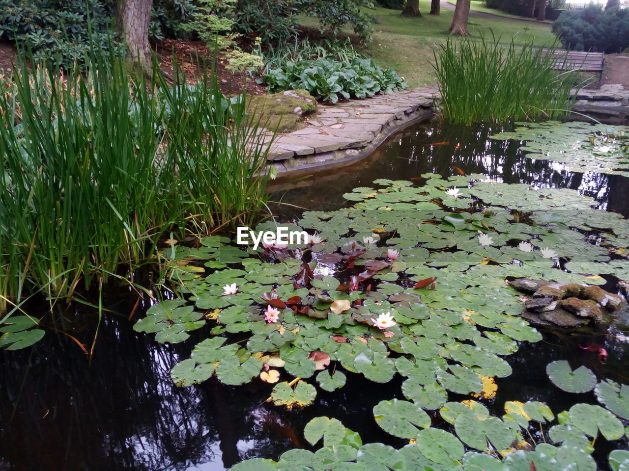 WATER LILIES IN POND