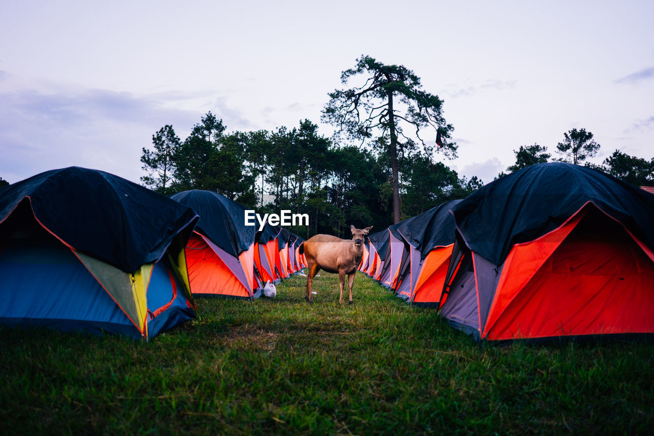 Mammal standing amidst tents on field against sky