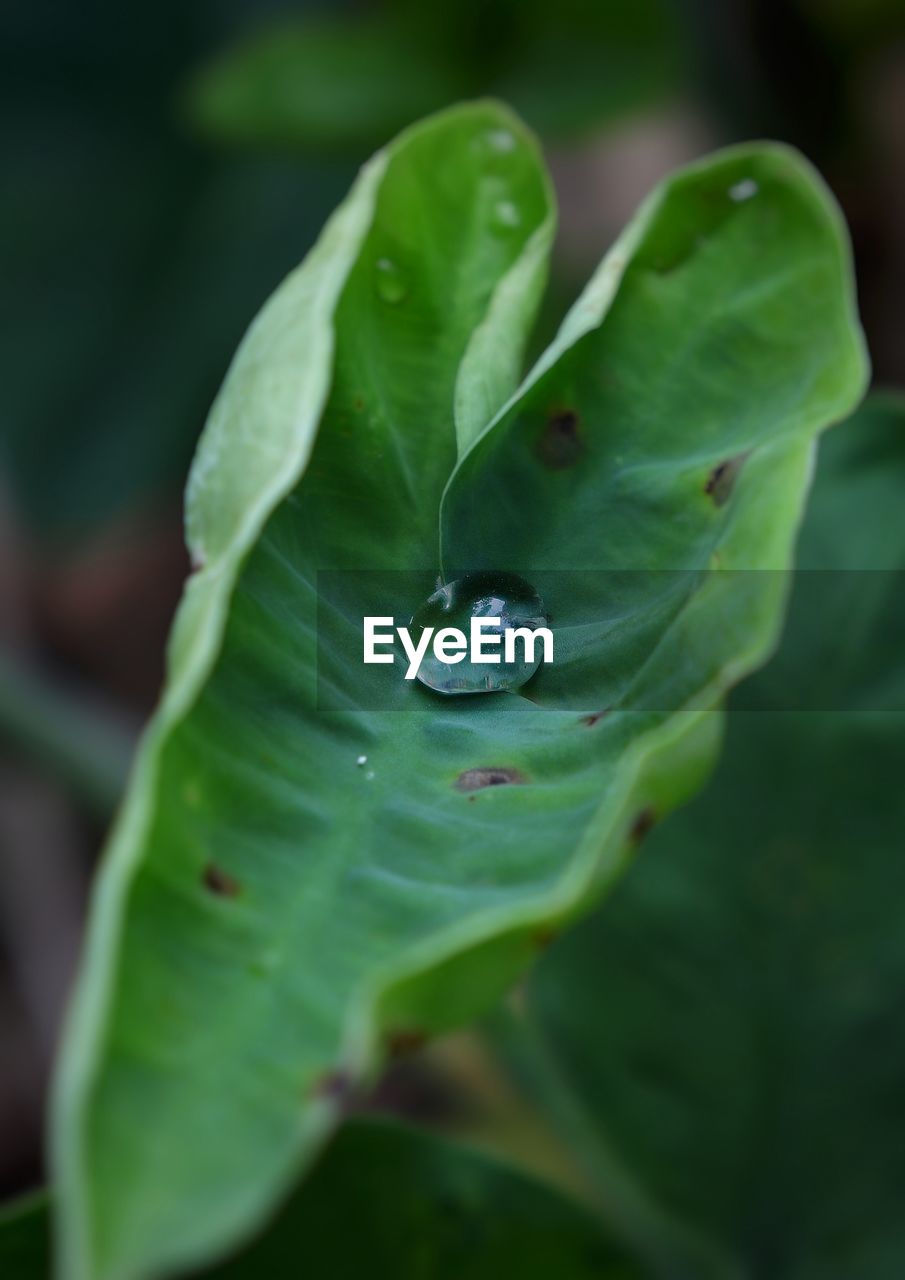 WATER DROPS ON LEAF