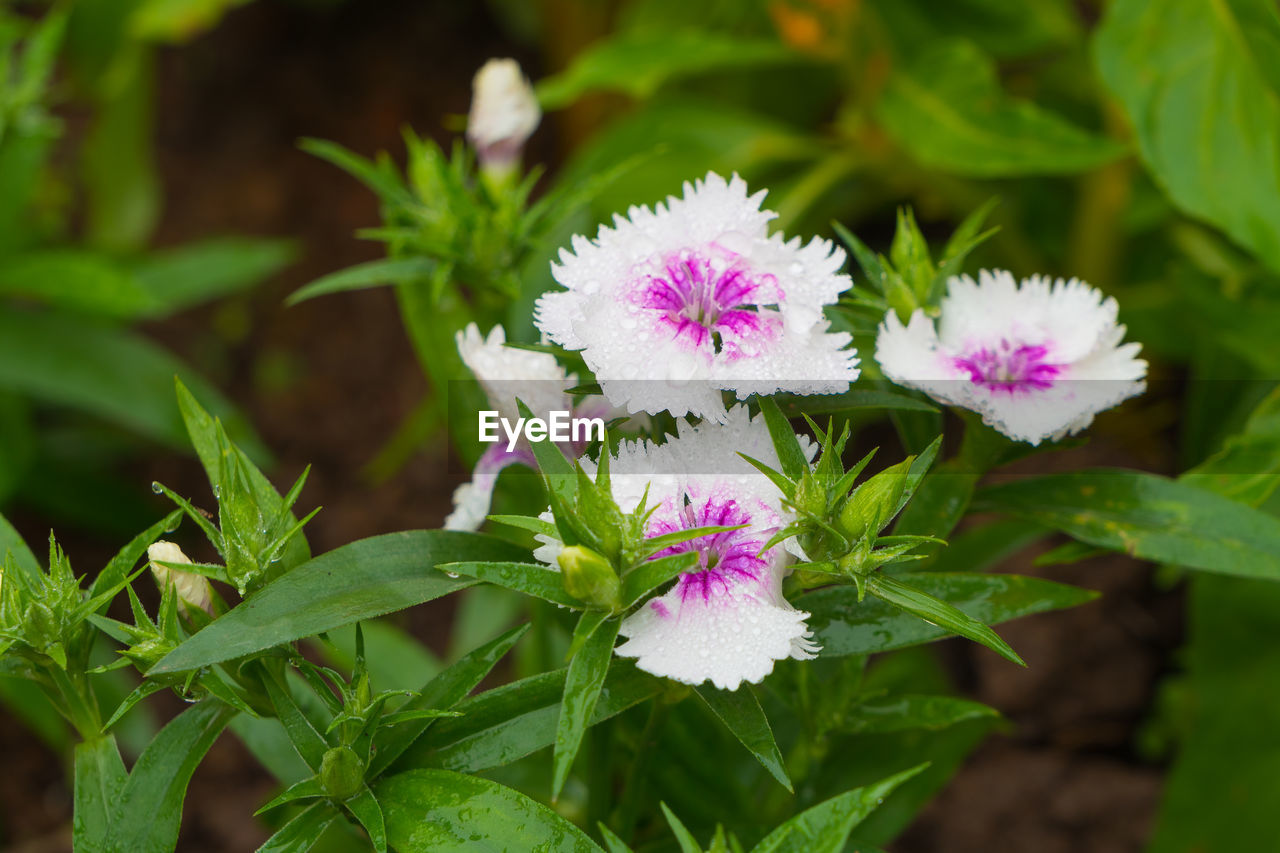 CLOSE-UP OF PURPLE FLOWER PLANT