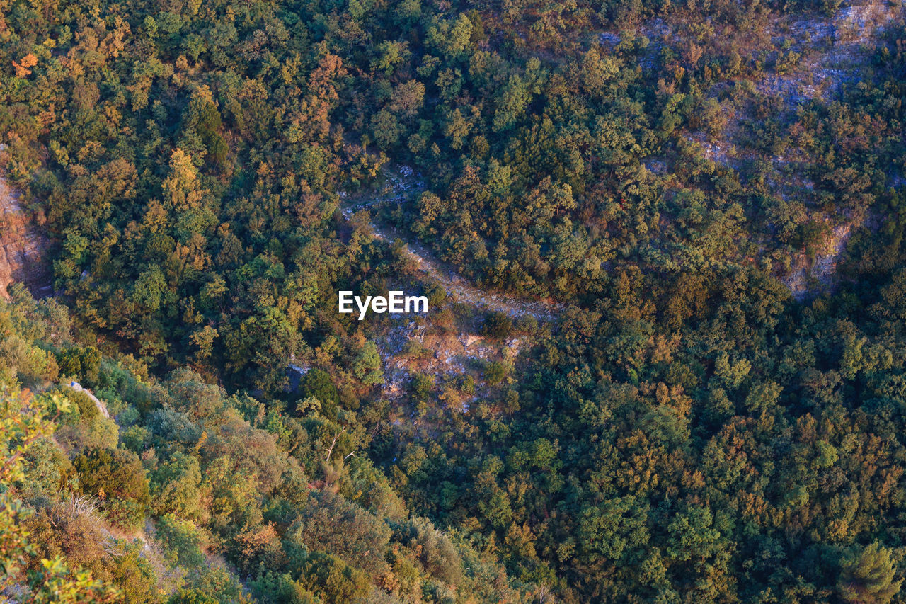 FULL FRAME SHOT OF TREES