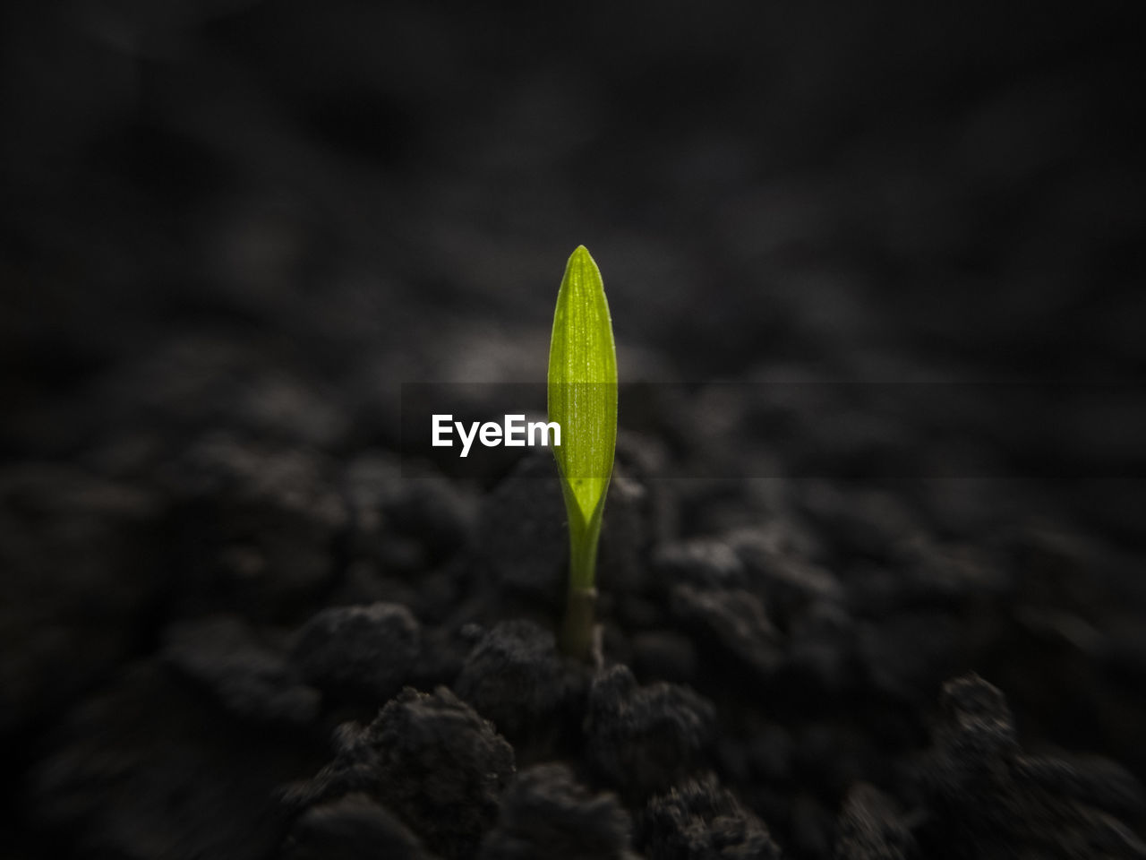 Close-up of sapling growing on field