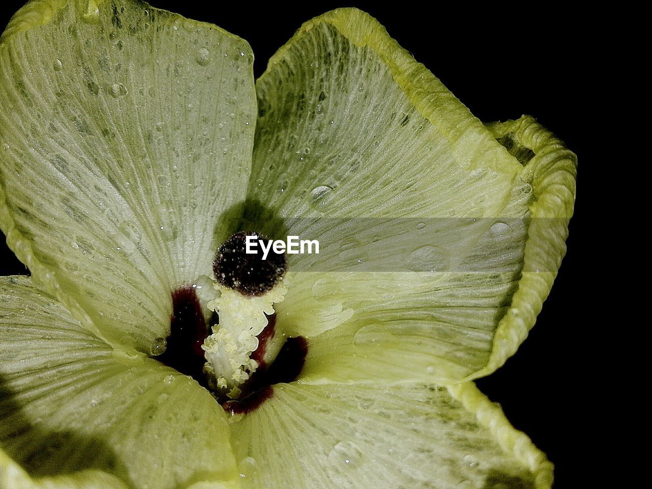 CLOSE-UP OF LEAVES OVER BLACK BACKGROUND