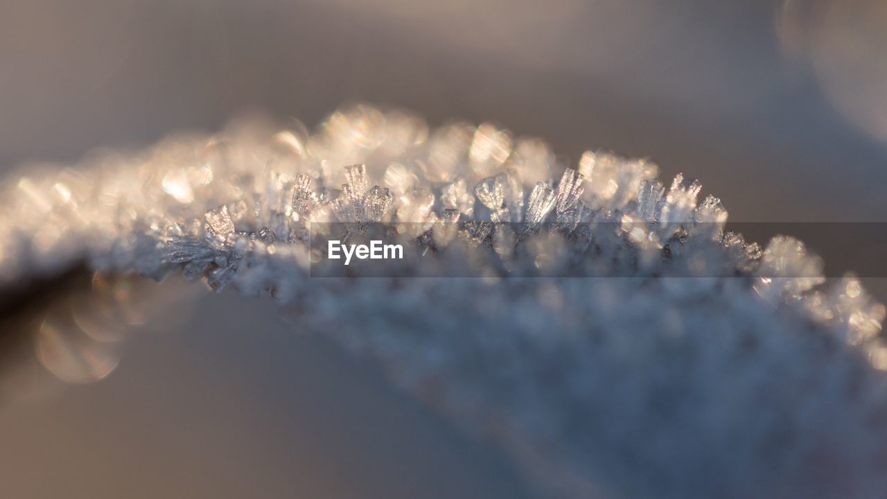 CLOSE-UP OF SNOW ON PLANTS