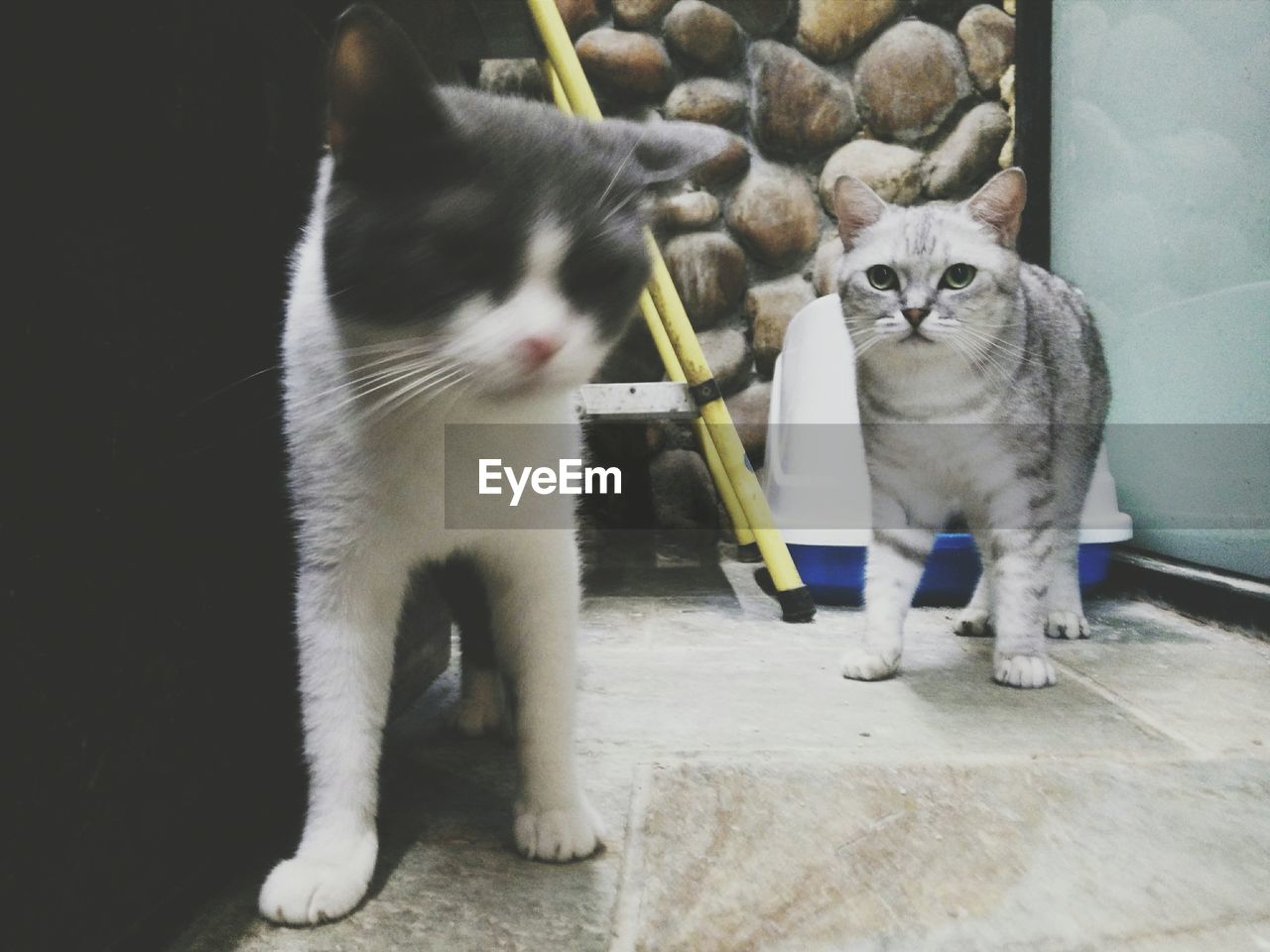 HIGH ANGLE VIEW OF CAT SITTING ON FLOOR