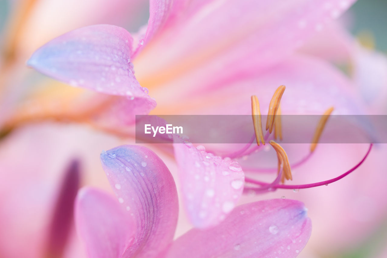 Close-up of pink flower