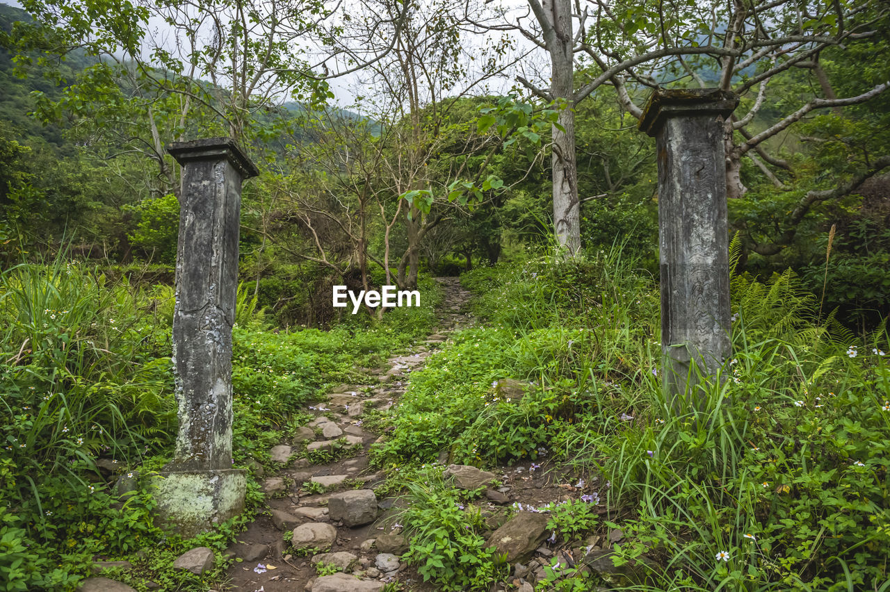 Footpath amidst trees in forest