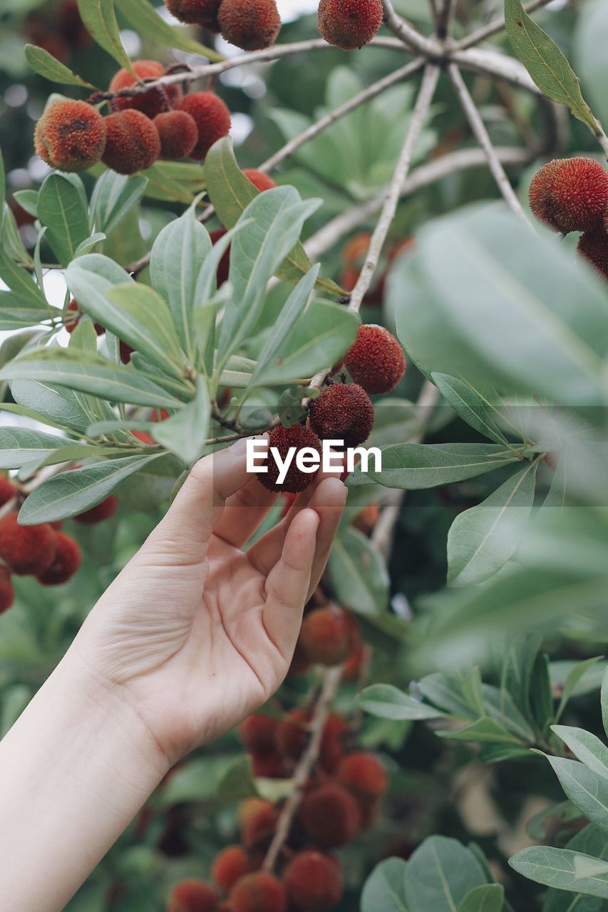 CLOSE-UP OF HAND HOLDING FRUIT