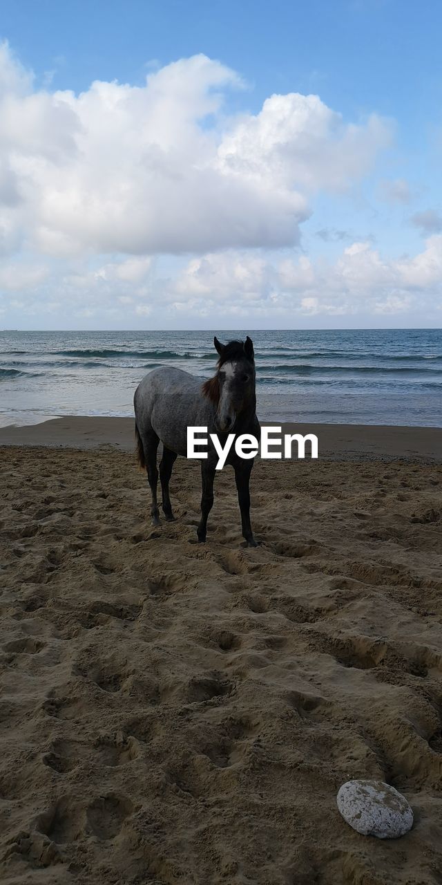 HORSE IN THE BEACH