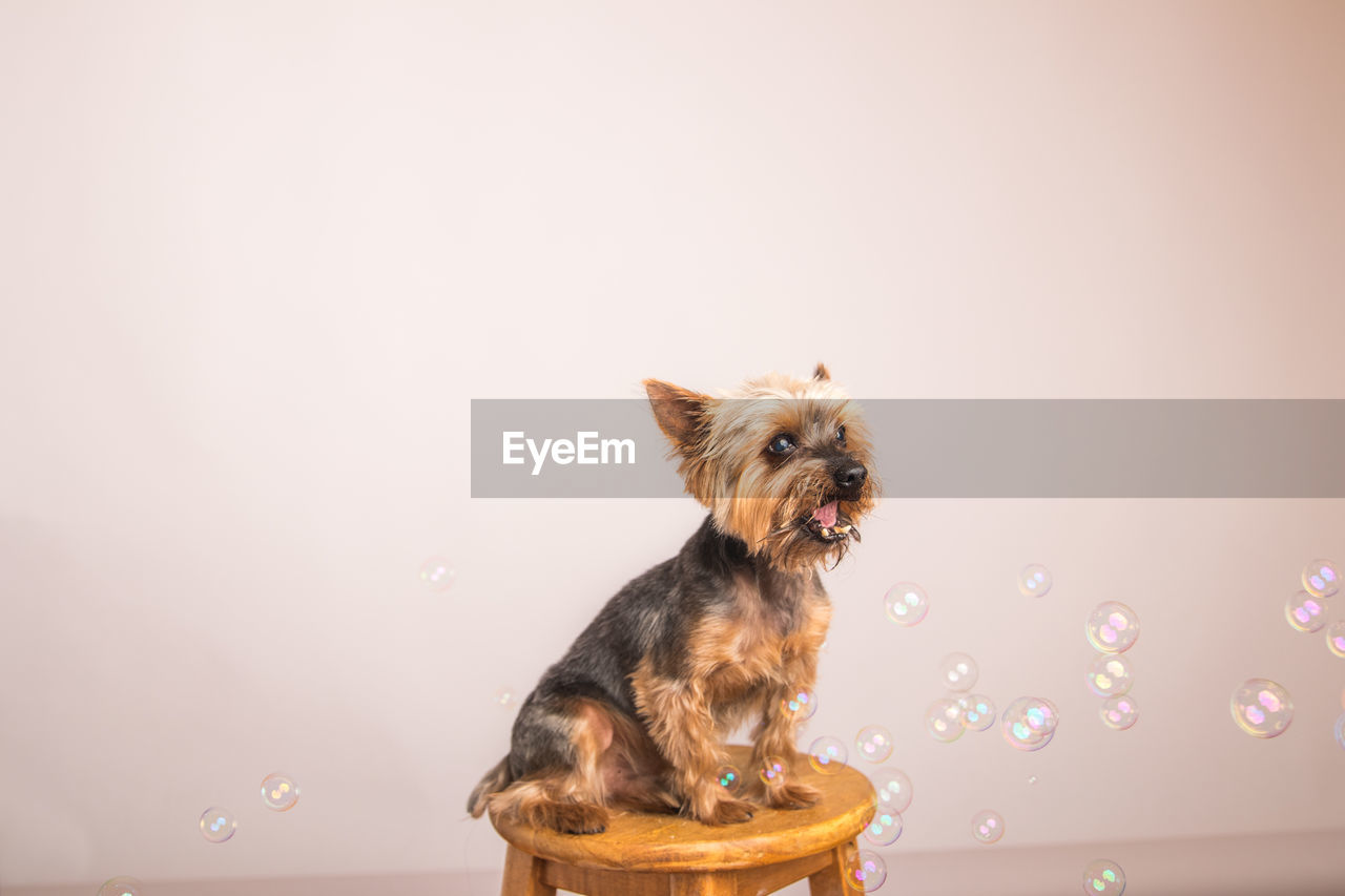 SMALL DOG SITTING ON FLOOR