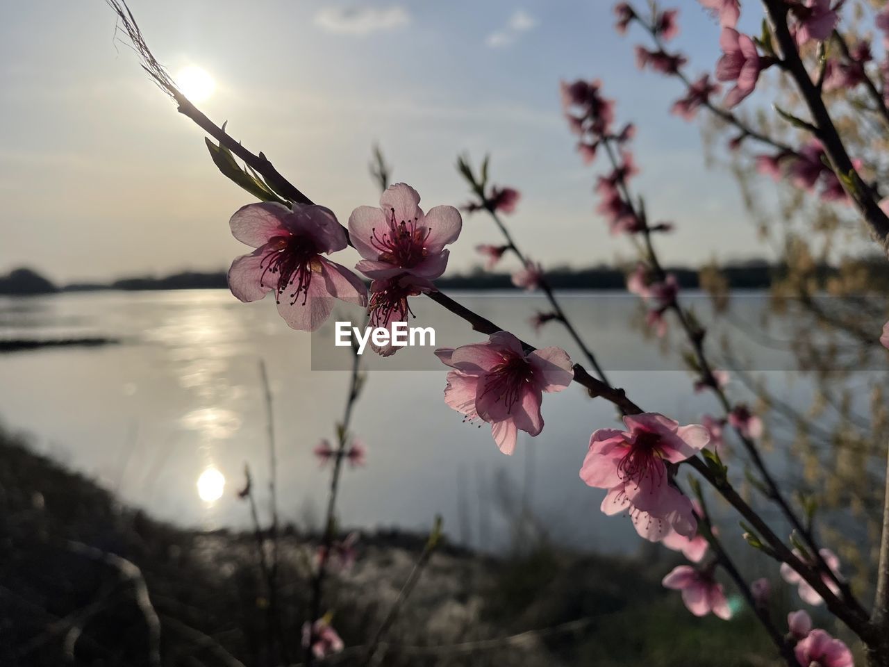 plant, flower, flowering plant, beauty in nature, pink, blossom, freshness, nature, springtime, tree, fragility, sky, cherry blossom, branch, growth, water, focus on foreground, spring, no people, sunset, close-up, tranquility, outdoors, inflorescence, food and drink, petal, flower head, fruit, food, botany, landscape, scenics - nature, leaf, cherry tree, sun, cloud, environment, macro photography, dusk, sunlight, tranquil scene, twig, selective focus