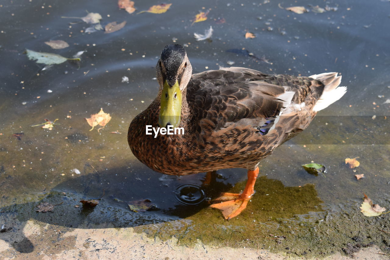 HIGH ANGLE VIEW OF MALLARD DUCKS SWIMMING IN LAKE