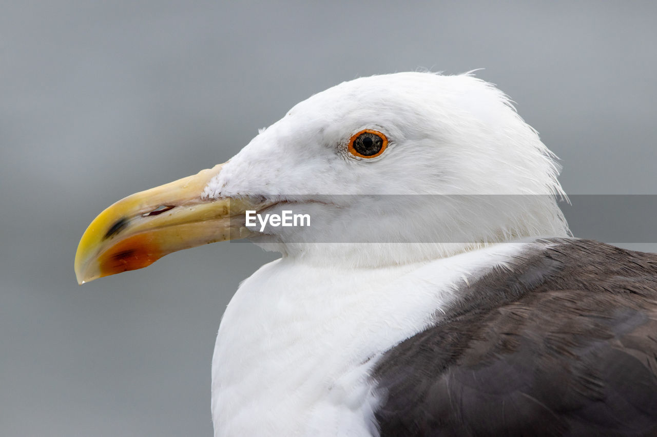 CLOSE-UP OF WHITE SEAGULL