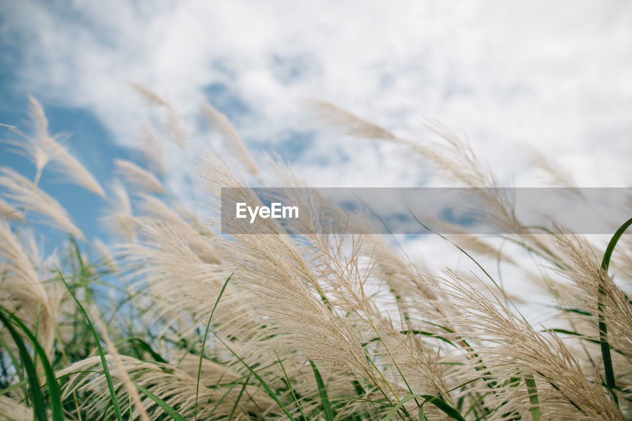 Close-up of stalks in field against sky