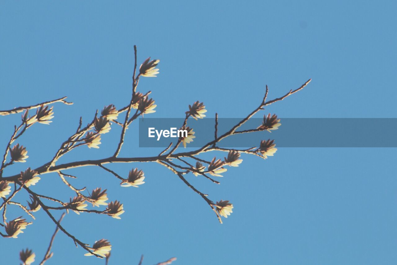 LOW ANGLE VIEW OF BIRD ON TREE AGAINST CLEAR BLUE SKY