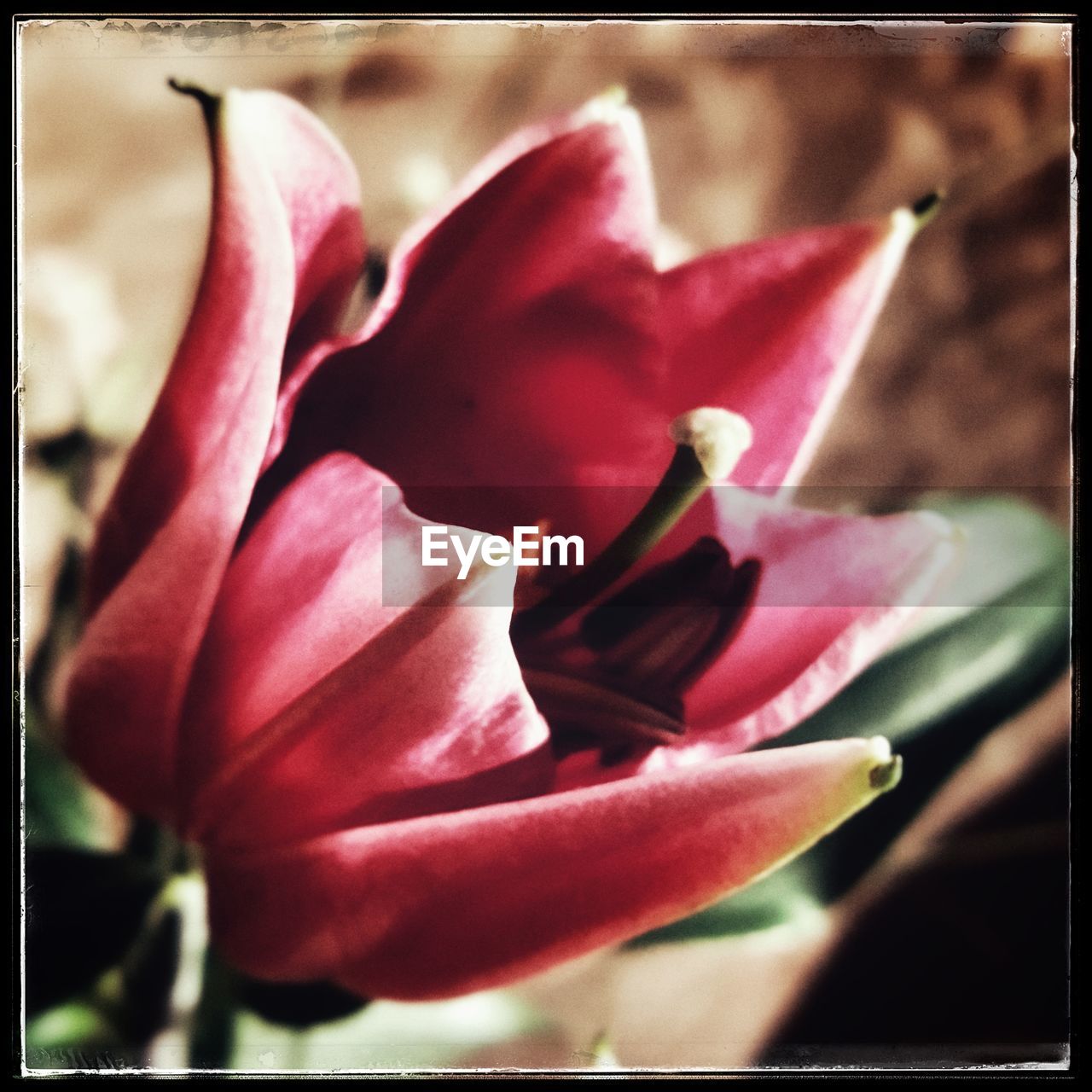 CLOSE-UP OF PINK FLOWER